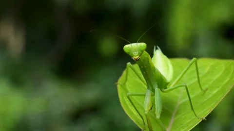 Close-Up of a Green Praying Mantis on a Leaf Vídeos de archivo 304977155