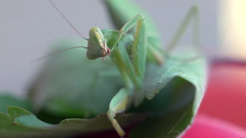 Close-up of a Green Praying Mantis on Leaf Stock Footage 315171408