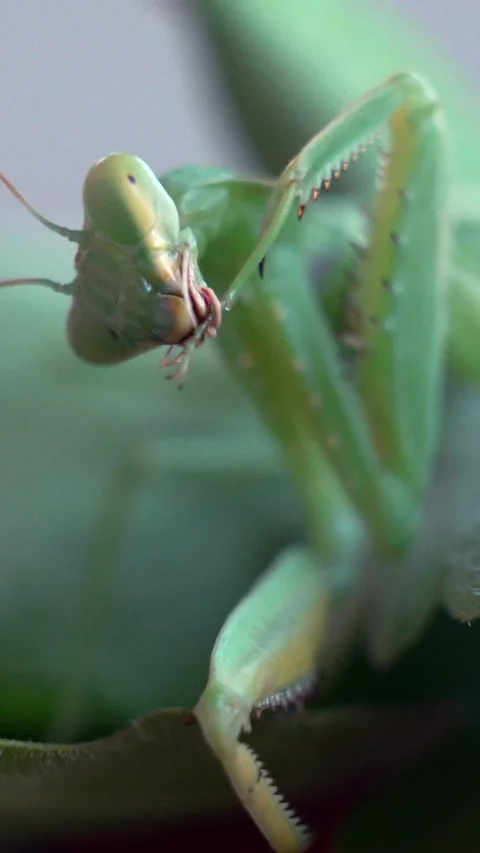 Close-up of a Green Praying Mantis on Leaf Stockbeeldmateriaal 315173593