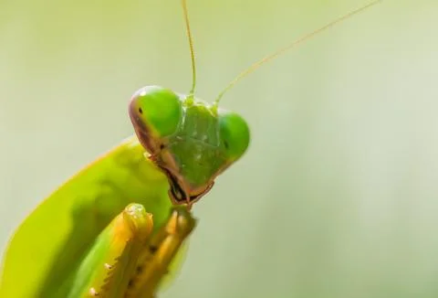 Close up of a green Praying mantis Stock Photos