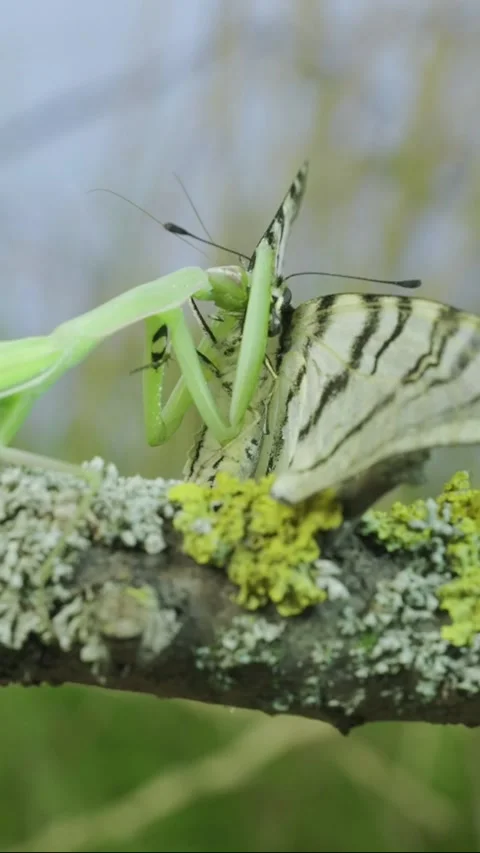 Close-up of Green praying mantis sits on a tree branch and eats Stock Footage 205811416