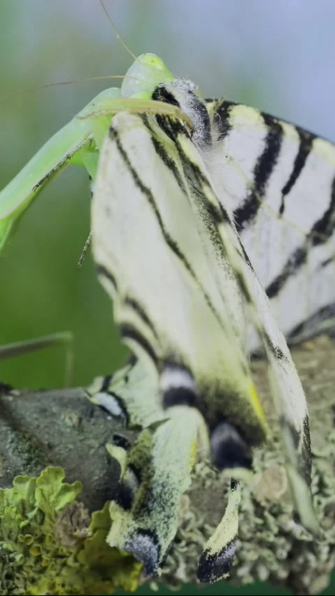 Close-up of Green praying mantis sits on a tree branch and eats Stock Footage 205811594