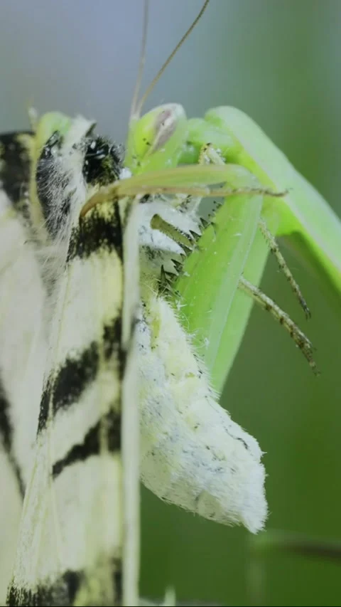 Close-up of Green praying mantis sits on a tree branch and eats Stock Footage 205811765