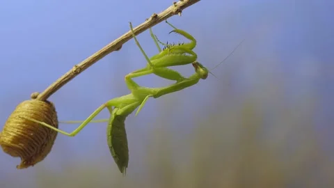 Close-up of green praying mantis sitting on bush branch next to Ootheca Stock Footage 202754566
