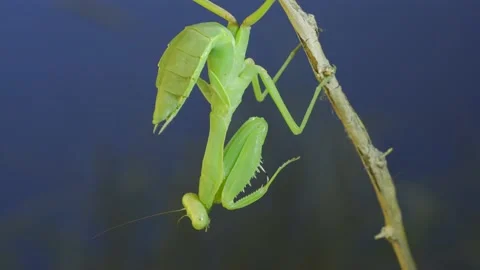 Close-up of green praying mantis sitting on bush branchon and cleaning his Stock Footage 202757949
