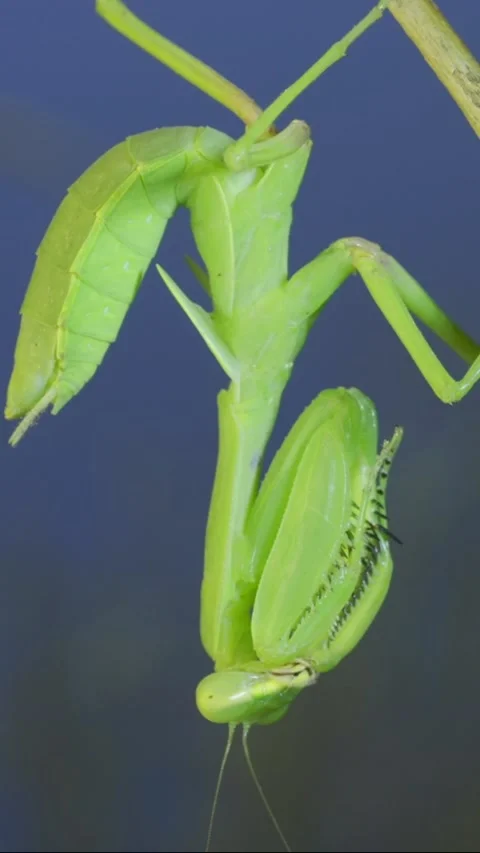 Close-up of green praying mantis sitting on bush branch on blue Stock Footage 202760138