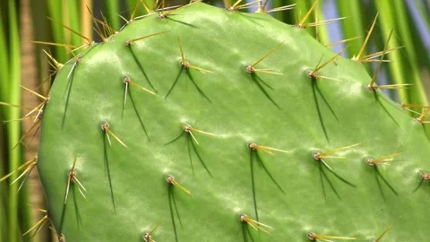 Close-up of a green prickly pear cactus pad with sharp yellow thorns. Stock Footage 325957748