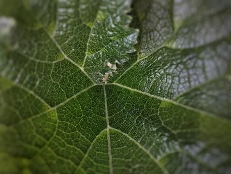 Close up of a green pumpkin leaf Stock Photos
