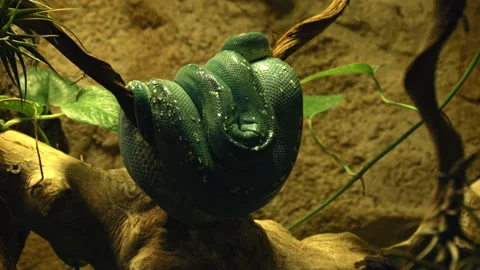 Close-Up Of Green Python Curled Up On Branch And Sleeping. Stock Footage 220789389