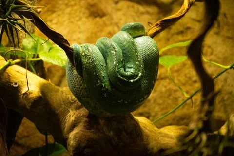 Close-Up Of Green Python Curled Up On Branch And Sleeping. Stock Photos