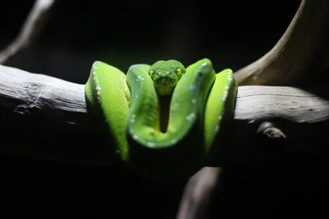 Close up of a Green Python or Morelia Viridis or Green Tree Python 写真素材