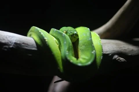 Close up of a Green Python or Morelia Viridis or Green Tree Python Foto stock