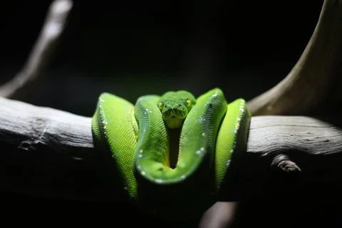 Close up of a Green Python or Morelia Viridis or Green Tree Python Foto stock