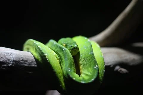 Close up of a Green Python or Morelia Viridis or Green Tree Python Photos