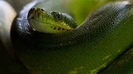 Close Up Of Green Python In Tropical Forest Cinemagraph Stock Footage