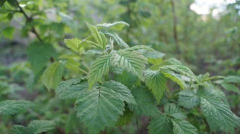 Close-Up of Green Raspberry Leaves Stock Photos