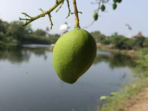 Close up of Green Raw Mango Fruit Hanging on Tree Branch Near Lake Stock Photos