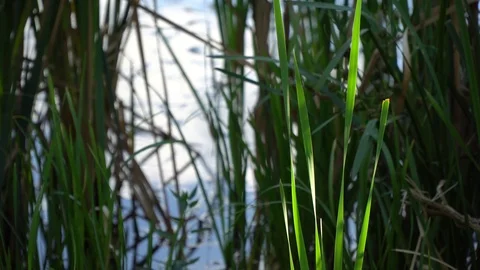 Close-up green reed swaying in the wind, lake on background. Stock Footage 93523341