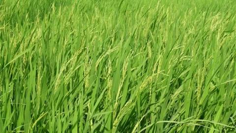 Close Up of Green Rice Field Stock Footage 333949483