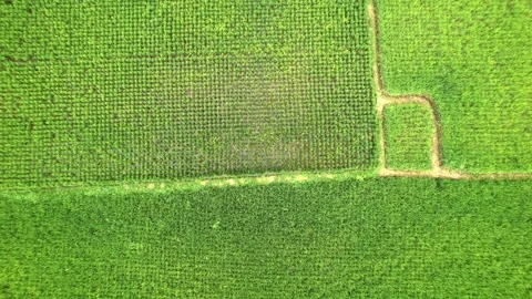 Close up Green rice fields in Bali shot with a drone Stock Footage 232691655