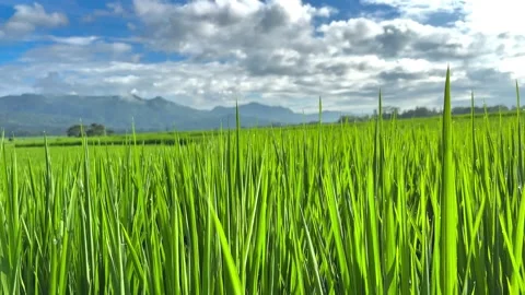 Close-up green rice leaf. Stock Footage 307705339