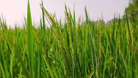 Close up of green rice paddy field in a vietnam agricultural landscape on a.. Stock Footage 336990339