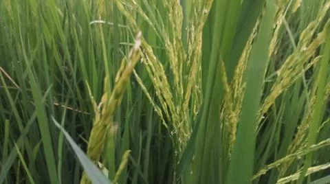 Close-up of green rice paddy panicles in an agricultural field Stock Photos