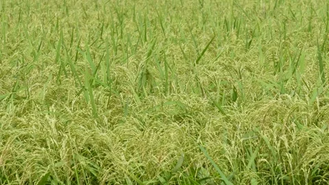 Close up of green rice panicles Stock Footage 320018230