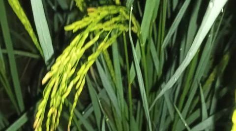 Close-up of green rice panicles in a paddy field Stock Photos