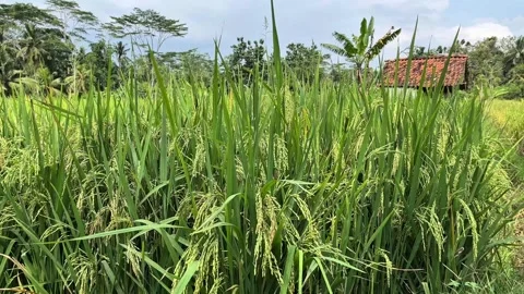Close up of green rice plants Stock Footage 330951179