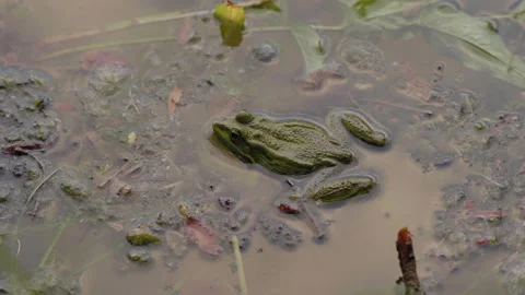 Close-up, Green River Frog Sits in Water in Self-Caviar Environment Stock Footage 152041923