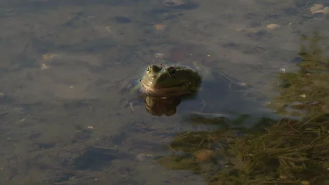 Close-up, green river frog sitting on shallow and swaying on small waves at Stock Footage 302082089