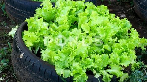 Close up of green salad in car tire Stock Photos