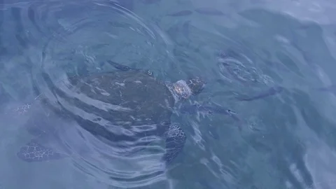 Close-up of a green sea turtle ascends to the surface to breathe and submerge Video stock 127843093