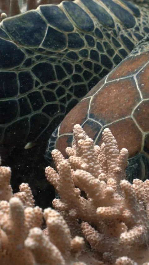Close up of a green sea turtle feeding on hard coral in its natural underwater Stock Footage 331523946