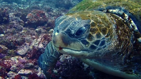 Close up of Green Sea Turtle feeding on algae on rocky reef Vídeos de archivo 336841175