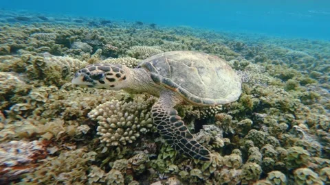 Close up of Green Sea Turtle floating above Coral Reef Stock Footage 340602033