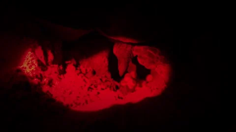 Close up green sea Turtle Laying Eggs on Sri Lanka Rekawa Beach at Night il.. Stock Footage 309674798