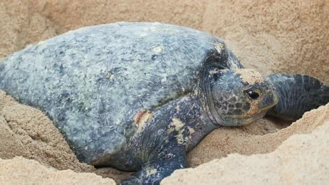 Close up Green Sea Turtle Nesting in Sand Pacific Ocean Beach Mexico 動画素材 227037118