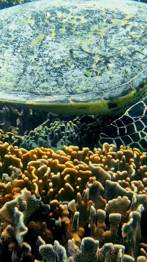 Close-up of a green sea turtle resting on a coral reef, showing patterned Stock Footage 326293697