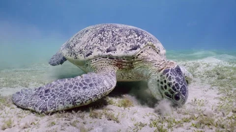 Close up of Green Sea Turtle on sandy bottom eating green algae on seagrass Stock Footage 252016438