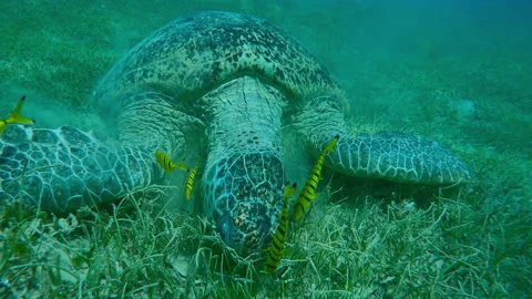 Close up of Green Sea Turtle on sandy-silty seabed greedily eating green sea Stock Footage 318045444