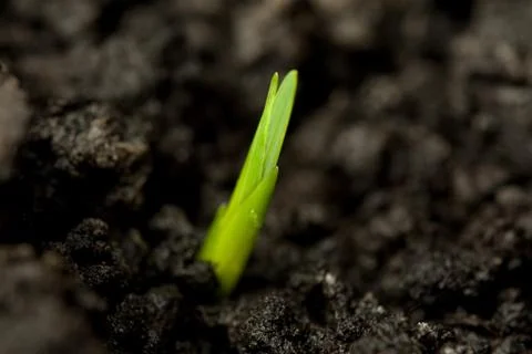 Close up of a green seed Photos