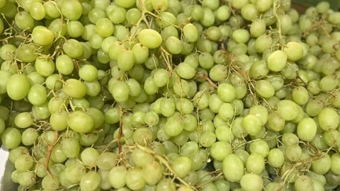 Close-up of green seedless grapes with fresh texture Stock Footage 312855422