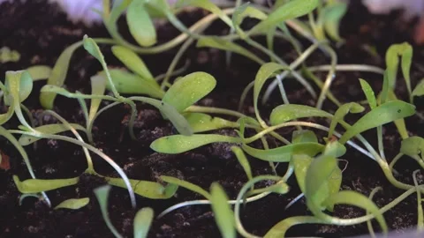 Close-up of green seedlings 4K Stock Footage 274416014
