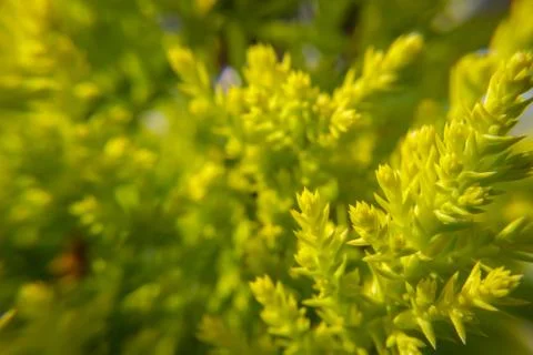 Close up of green sharp leaves Stock Photos