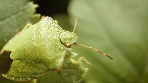 Close-up of green shield bug (Palomena prasina) on leaf in natural habitat Vídeo Stock 331027161