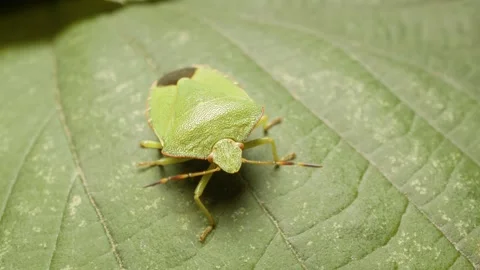 Close-up of green shield bug (Palomena prasina) on leaf in natural habitat 스톡 동영상 331027186
