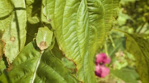 Close-up of green shield bug (Palomena prasina)  in natural habitat Vídeo Stock 331027222