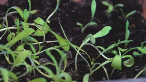Close-up of green shoots 4K Stock Footage 274416010